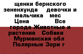 щенки бернского зененхунда. 2 девочки и 2 мальчика(2 мес.) › Цена ­ 22 000 - Все города Животные и растения » Собаки   . Мурманская обл.,Полярные Зори г.